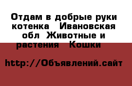 Отдам в добрые руки котенка - Ивановская обл. Животные и растения » Кошки   